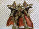 ESCAFLOWNE    0