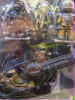 ALIENS MINI MEZ-ITZ CON CANNONE    0